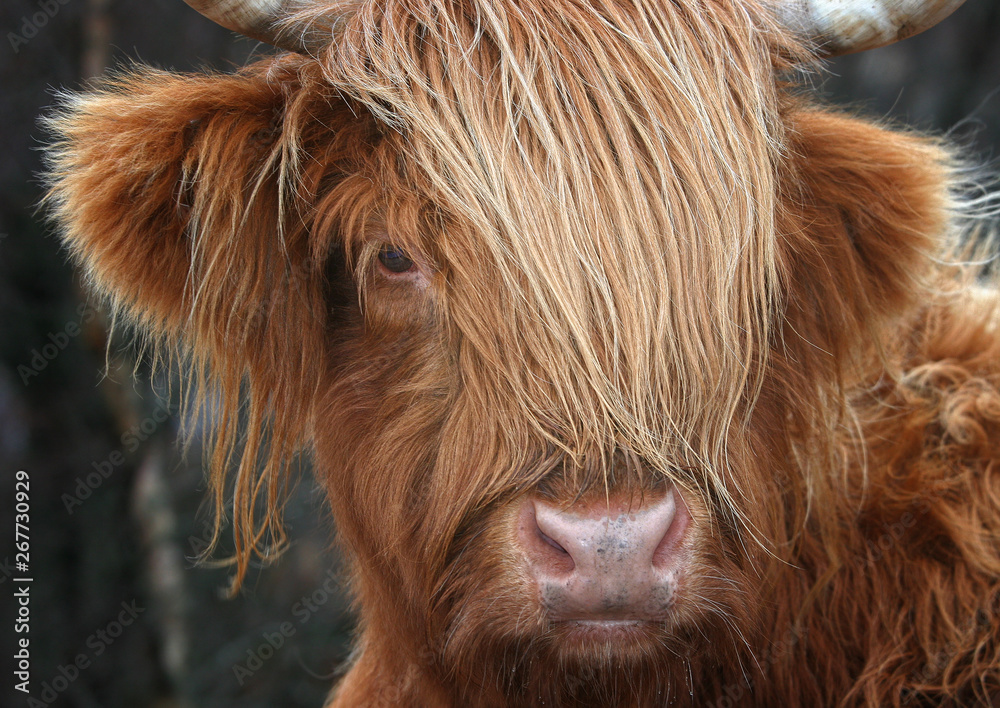 Scottish Highland Cow, Highlander, Scotland Scottish Highland Cow, Highlander, Scotland