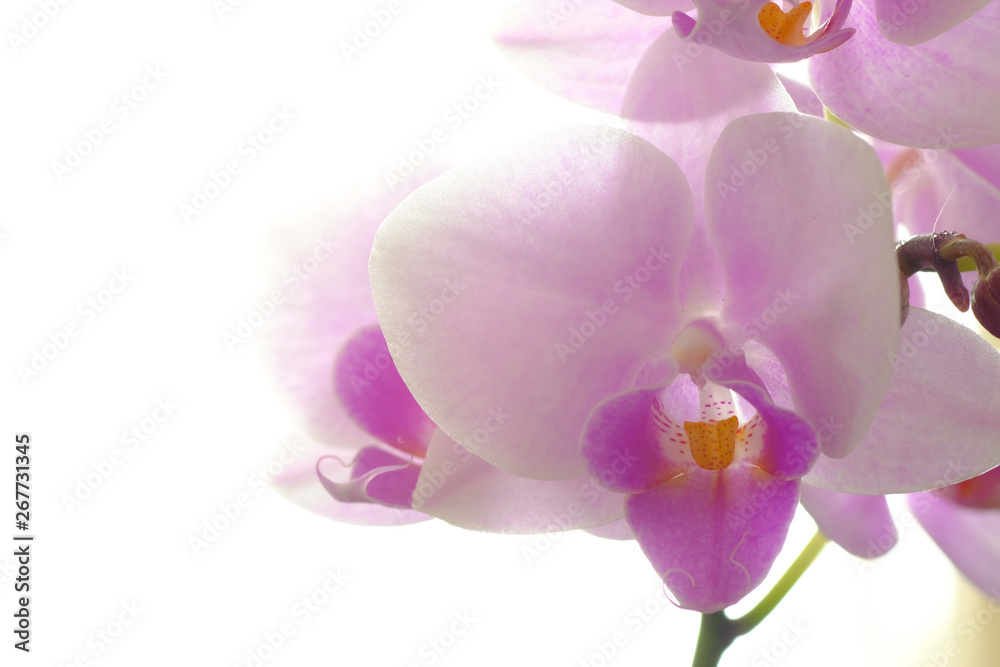 orchid on white background orchid on white background