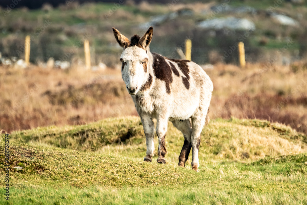 Donkey standing in a field of green grass in Ireland Donkey standing in a field of green grass in Ireland