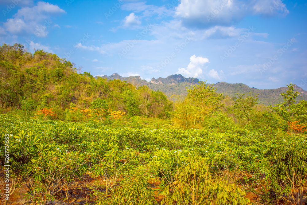 Fototapeta premium Mountain, covered with green trees, under a blue sky with clouds are beautiful nature.