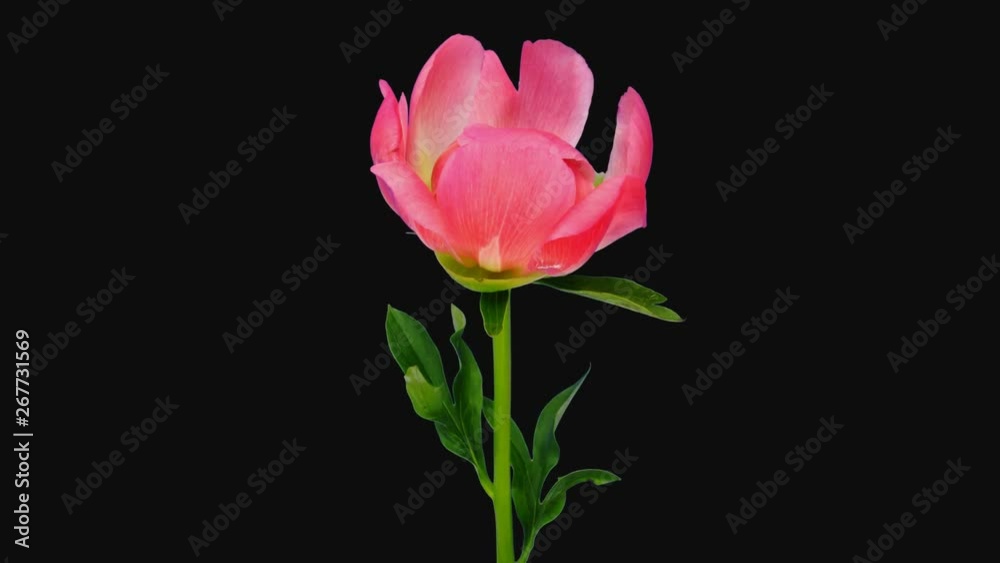 Time-lapse of opening coral peony (Paeonia) flower 3d4 in 4K PNG+ format with ALPHA transparency channel isolated on black background Time-lapse of opening coral peony (Paeonia) flower 3d4 in 4K PNG+ format with ALPHA transparency channel isolated on black background