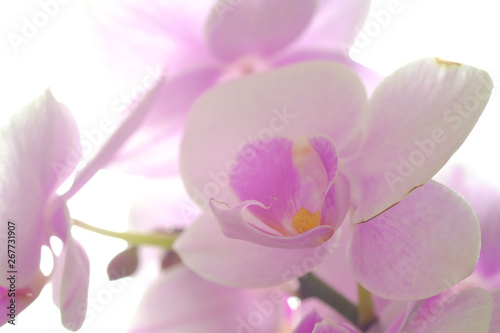 orchid on a green background