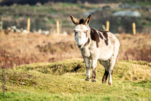 Donkey standing in a field of green grass in Ireland