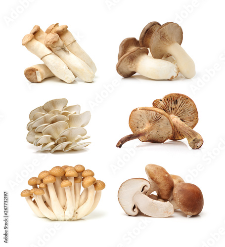 different mushrooms on a white background photo