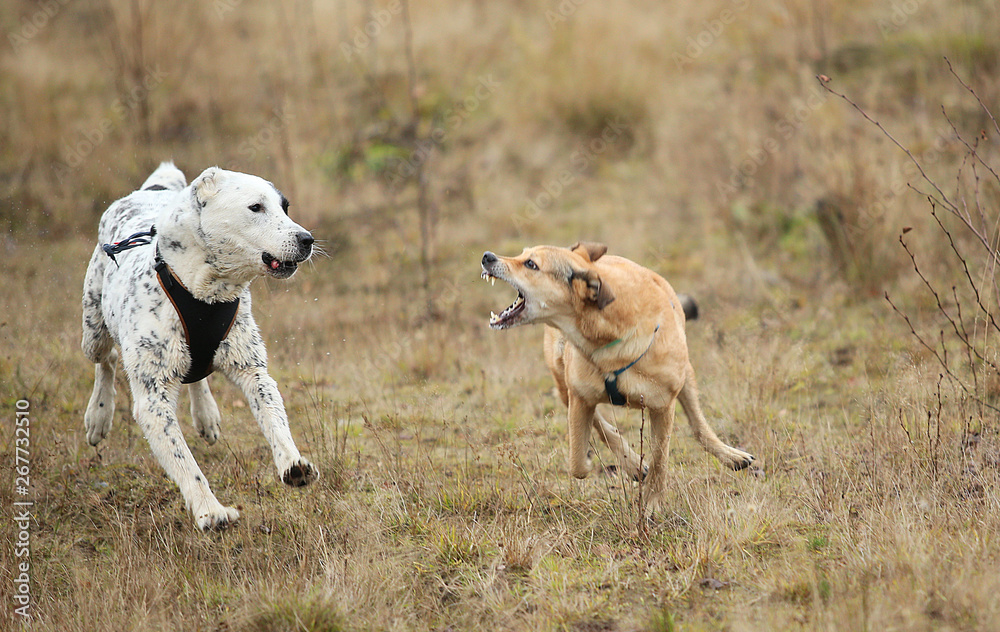 Two dogs running at camera. Mongrel and Central Asian Shepherd Dog outdoor Two dogs running at camera. Mongrel and Central Asian Shepherd Dog outdoor