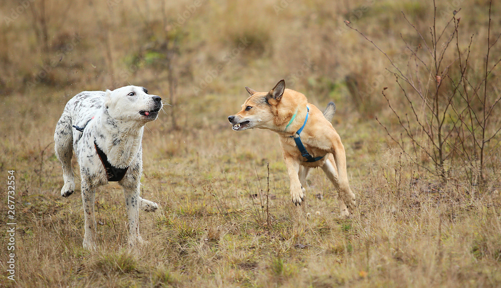 Two dogs running at camera. Mongrel and Central Asian Shepherd Dog outdoor Two dogs running at camera. Mongrel and Central Asian Shepherd Dog outdoor