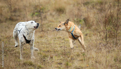 Two dogs running at camera. Mongrel and Central Asian Shepherd Dog outdoor