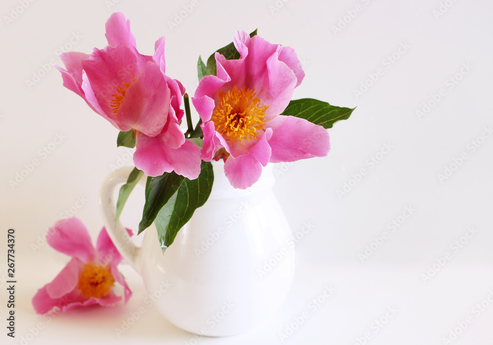 Peony flowers in a white vase on white background with copy space for greeting message. Spring flowers. Spring background. Valentine's Day and Mother's Day background
