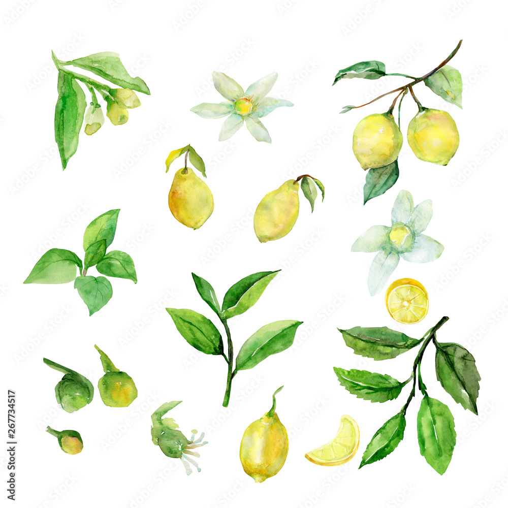 Pattern lemon on white and color background.