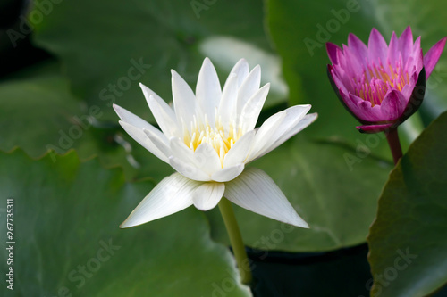 Pink and white lotus flowers on the green leaves background. Nature  garden  exotic  meditation concept. Close-up  copy space