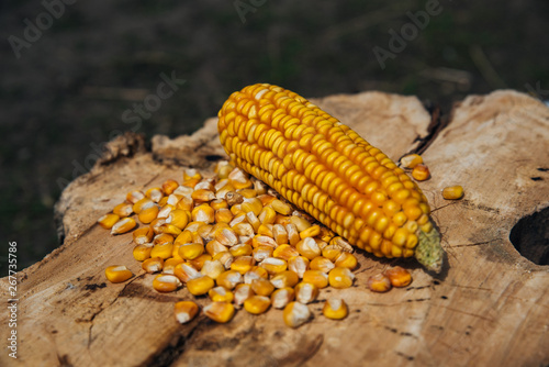 Corn cob and corn seeds on a stump