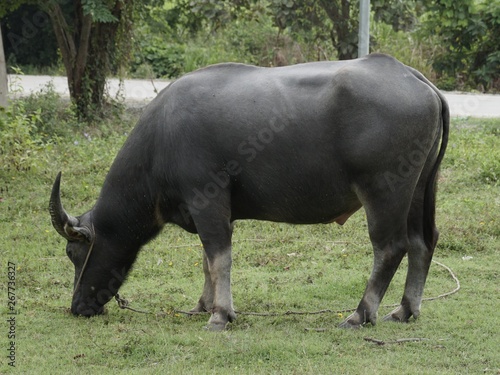 buffalo in field