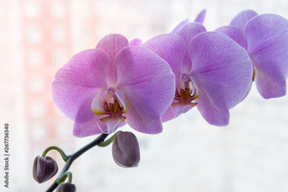 Obraz premium Colorful blooming of orchid flower close up