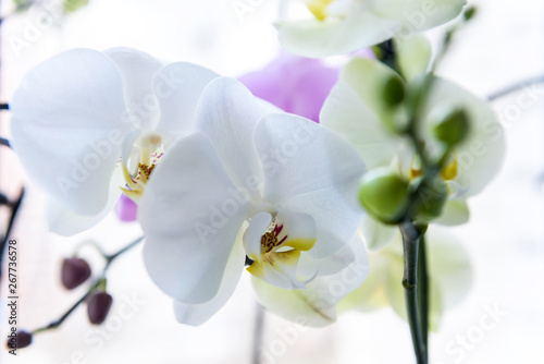Fototapeta Naklejka Na Ścianę i Meble -  Beautiful orchid blossom on green brunch close up