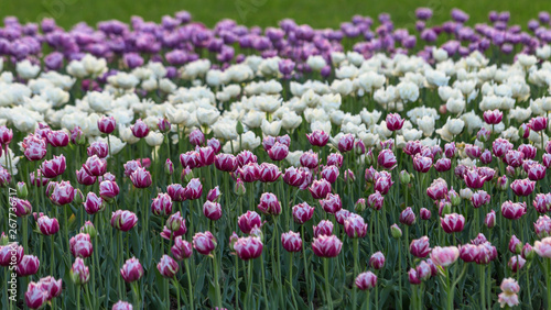 Wallpaper Mural Tulips of all colours are in the park. Torontodigital.ca
