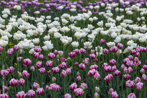 Wallpaper Mural Tulips of all colours are in the park. Torontodigital.ca