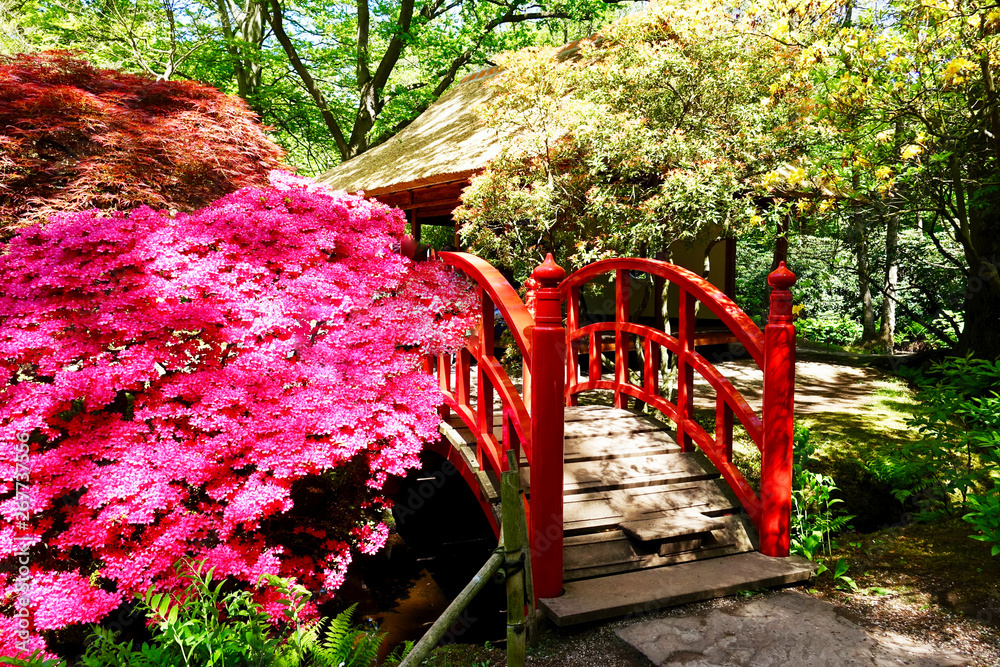 Obraz premium Netherlands. Japanese Garden with Azalia