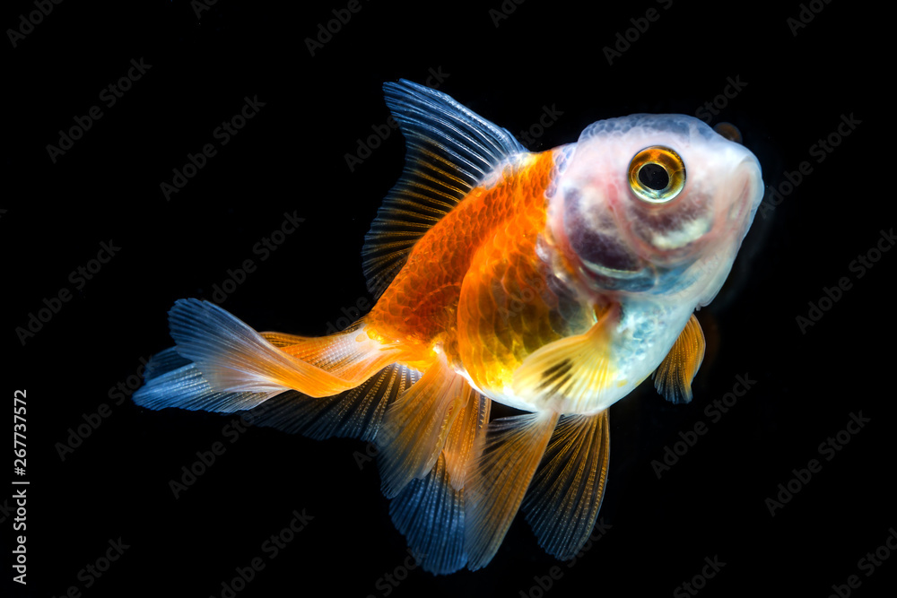 fish in aquarium fish in aquarium