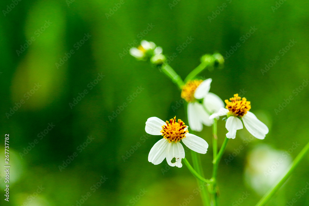 daisy flower has falling because weather change into the summer daisy flower has falling because weather change into the summer