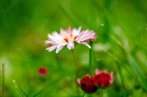 Daisy flower in grass  spring daisy 