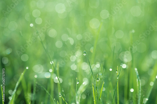 A blade of grass with a drop of dew on a blurred green background of the meadow