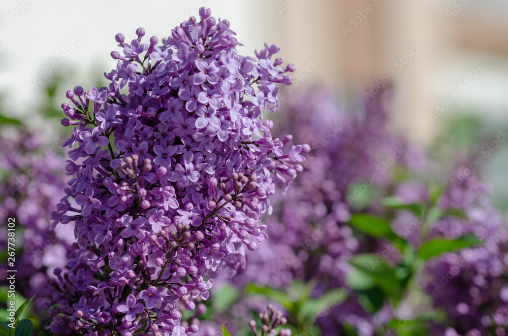  Purple lilac flowers in spring blossom background