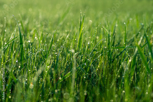 Green grass close-up with dew drops on the blurred green background of the meadow