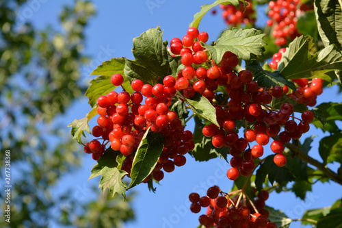 Bright red berries of viburnum in the garden. Sunny summer day.