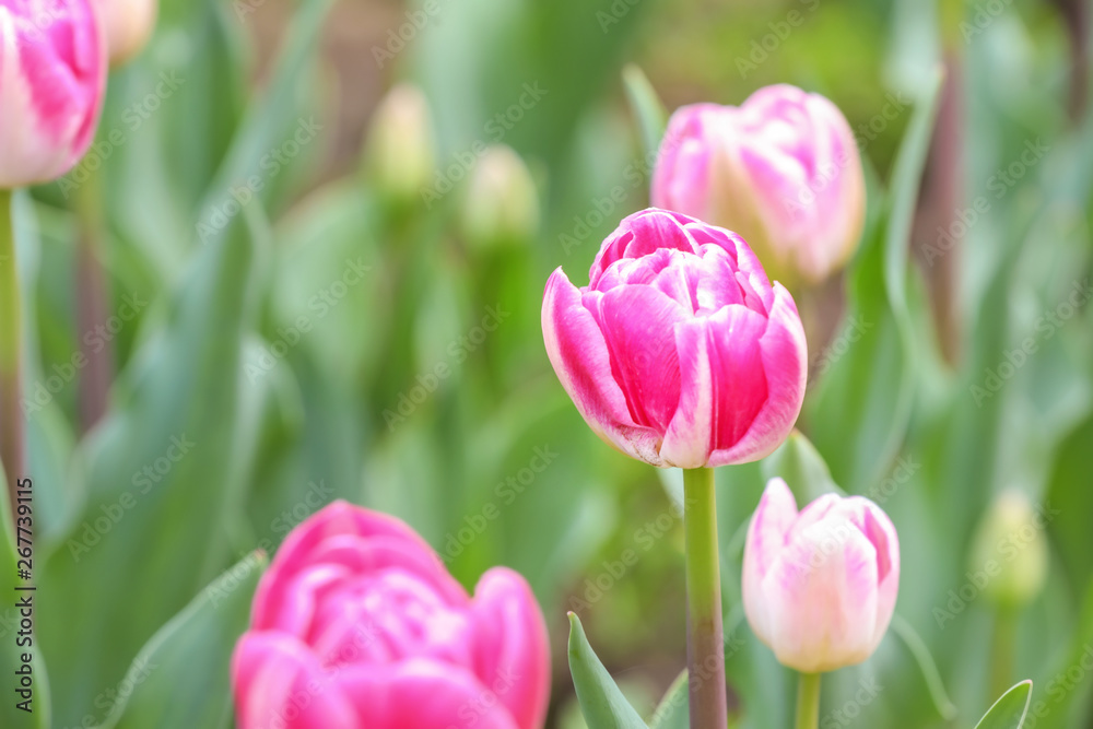 Beautiful tulip flowers outdoors on spring day