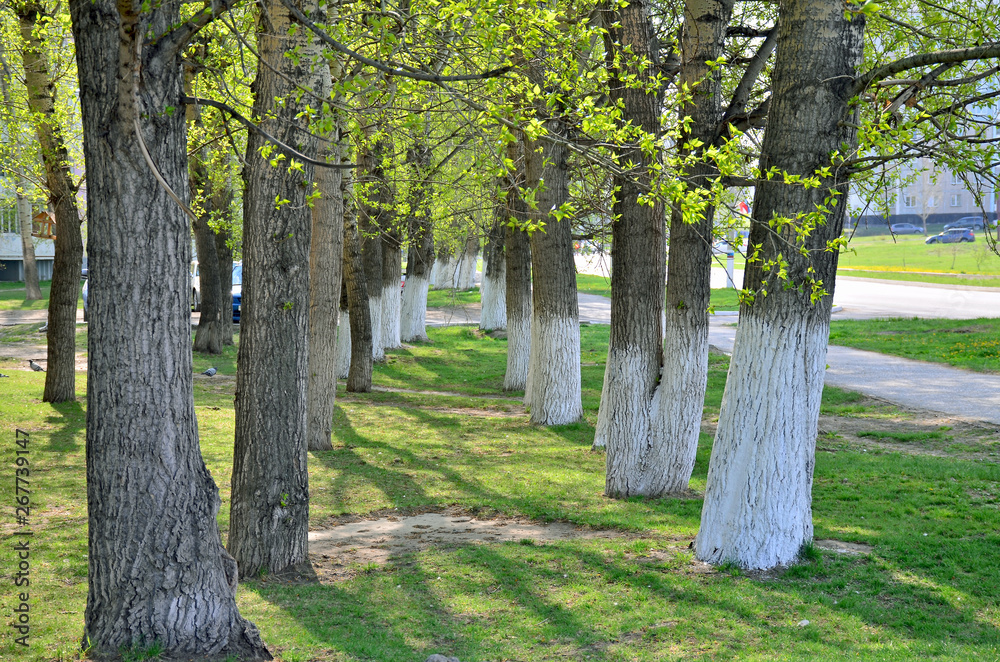 Spring a landscape a number of trees a poplar in May Spring a landscape a number of trees a poplar in May