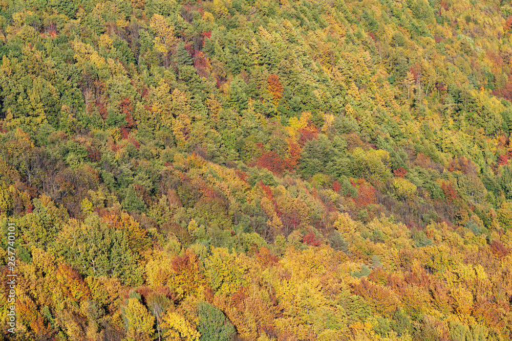 Autumn forest Autumn forest