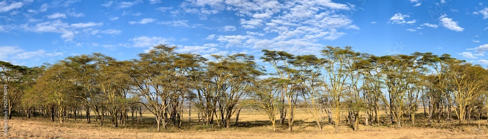  A panorama of fever trees, Vachellia xanthophloea, in Lake Nakuru National Park. These trees grow up to 25 meters tall. Summer panormaic landscape with blue sky and clouds.