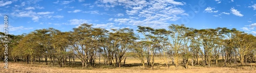  A panorama of fever trees, Vachellia xanthophloea, in Lake Nakuru National Park. These trees grow up to 25 meters tall. Summer panormaic landscape with blue sky and clouds.