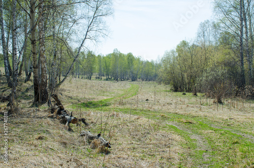 Spring a landscape the green wood in Sibir in May photo