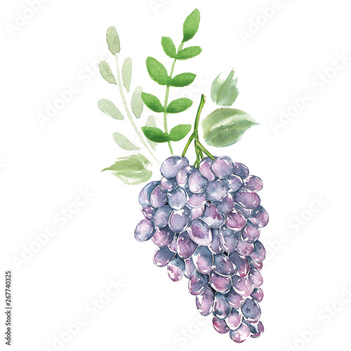 Arrangement watercolor grapes. Bio sweet fruit.