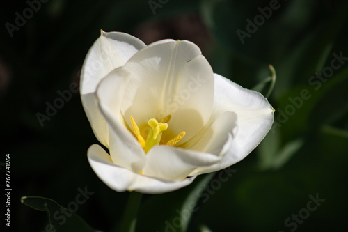 Close-up image of a white Tulip with a yellow middle