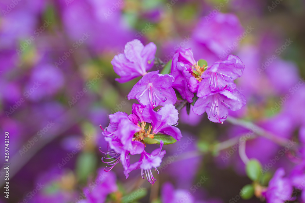 macro purple flowers in the garden