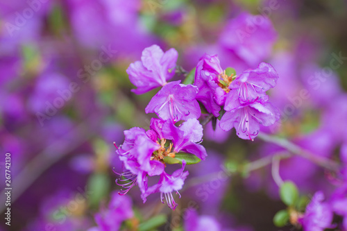 macro purple flowers in the garden