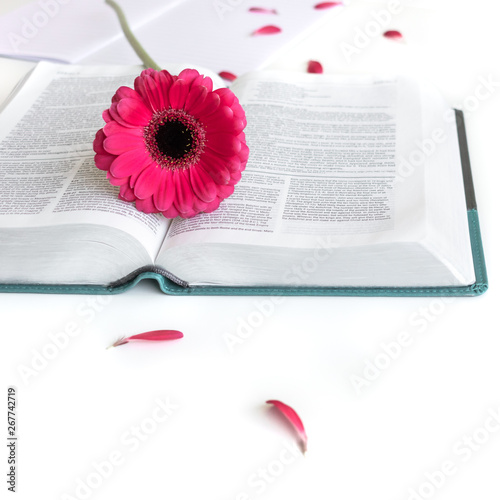 Flat lay open Bible / book and pink/purple/violette/red Gerbera flower on a white background. With pink petals, open journal. Baselland, Switzerland - 03.05.2019.