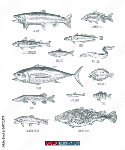 Hand drawn realistic river and ocean fishes set. Engraved style vector illustration. Template for your design works.