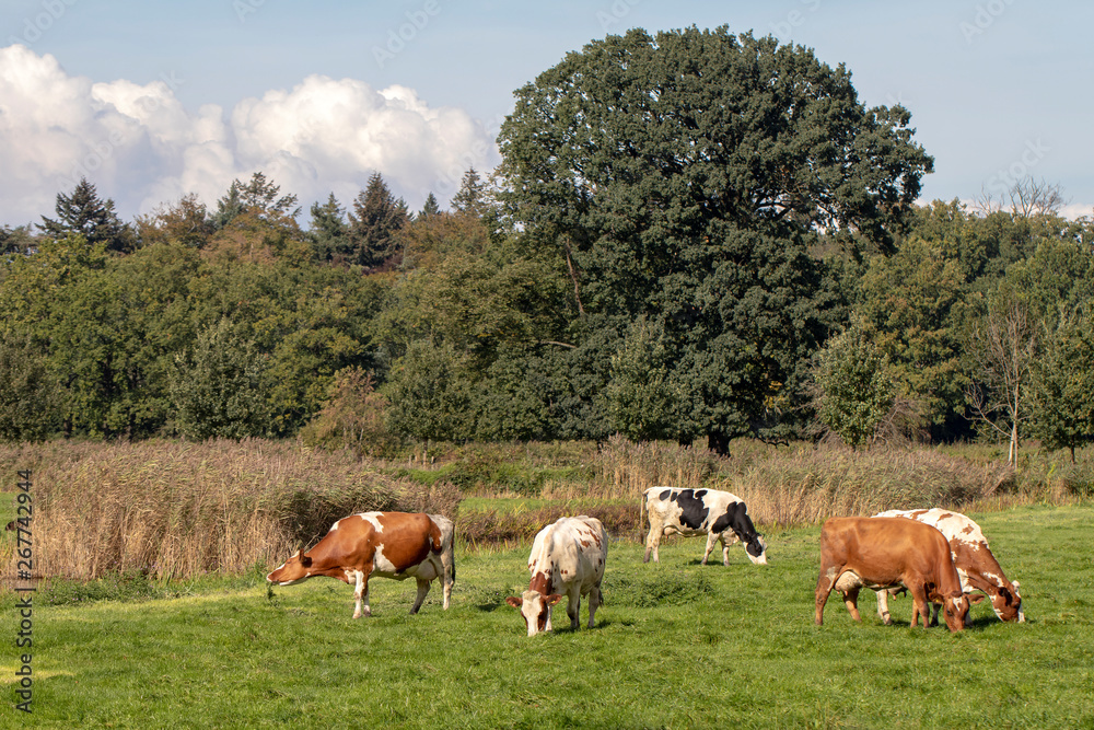 cows grazing on green pasture at sunny summer day cows grazing on green pasture at sunny summer day