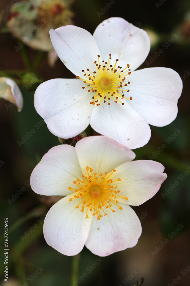 close-up view of beautiful white wild rose flowers blooming in garden close-up view of beautiful white wild rose flowers blooming in garden