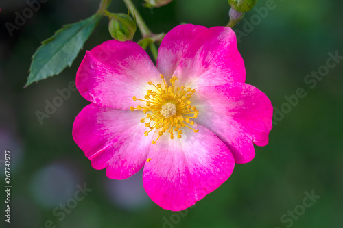 close-up view of beautiful pink wild rose flower blooming in garden
