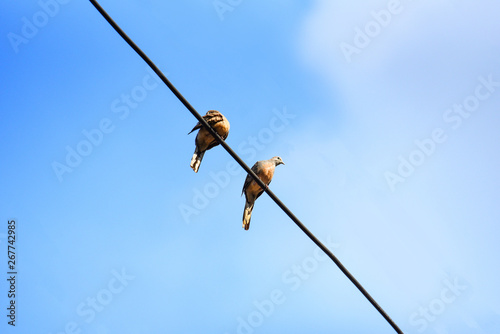 Birds on wires and blue sky background - Zebra Dove