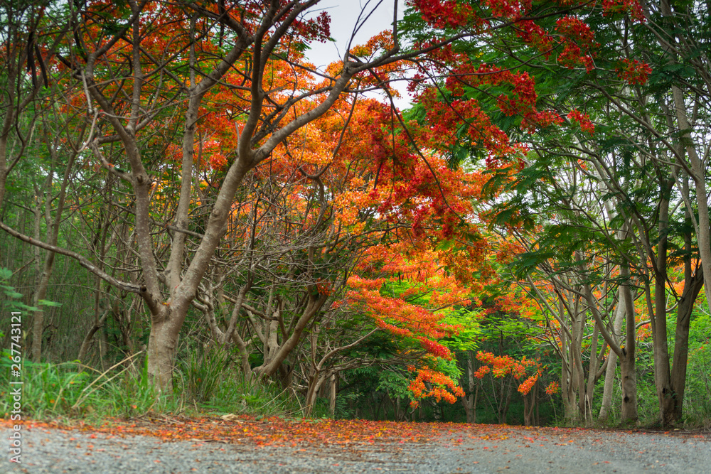 Scene of Flame Tree, Royal Poinciana Scene of Flame Tree, Royal Poinciana