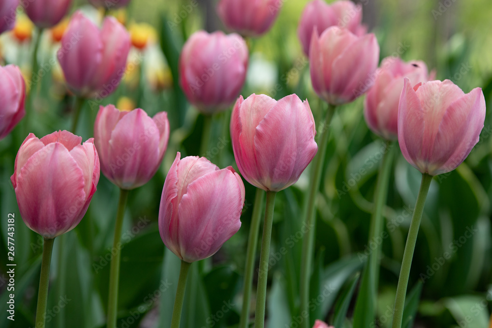 beautiful pale pink tulips blooming in the spring Park beautiful pale pink tulips blooming in the spring Park