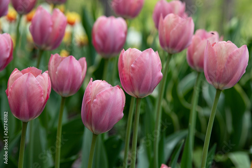 beautiful pale pink tulips blooming in the spring Park