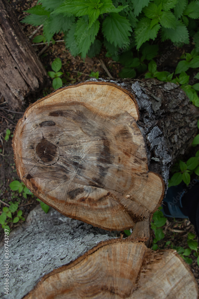 Cut a tree under the bark, tree circles on a cut Cut a tree under the bark, tree circles on a cut