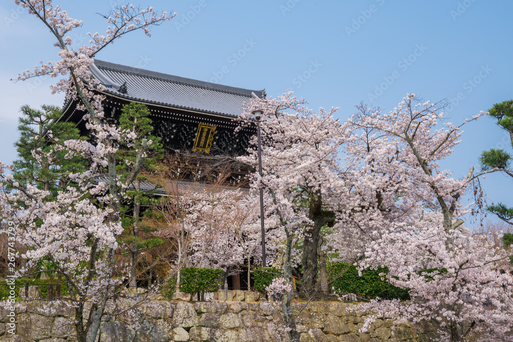 京都　金戒光明寺の桜　