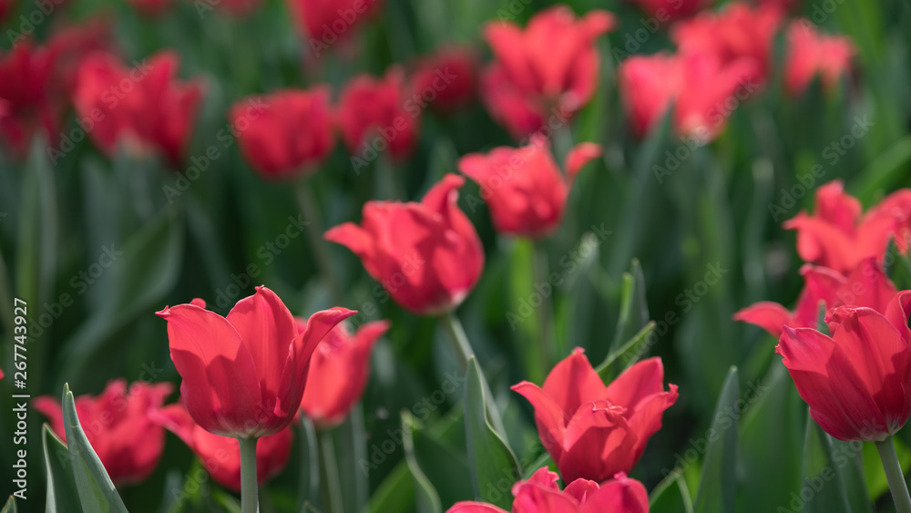Many bright red tulips in the Park on a Sunny day Many bright red tulips in the Park on a Sunny day